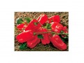 Prime Time Red Bell Peppers