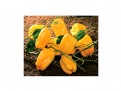 Prime Time YellowBell Peppers